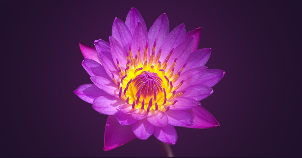 Meditasyona Davet | Mindfulness